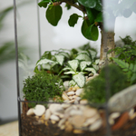 Флорариум бонсай Хижина