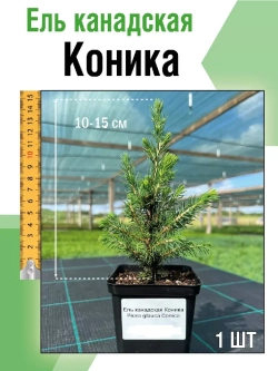 Саженец Ель канадская Коника