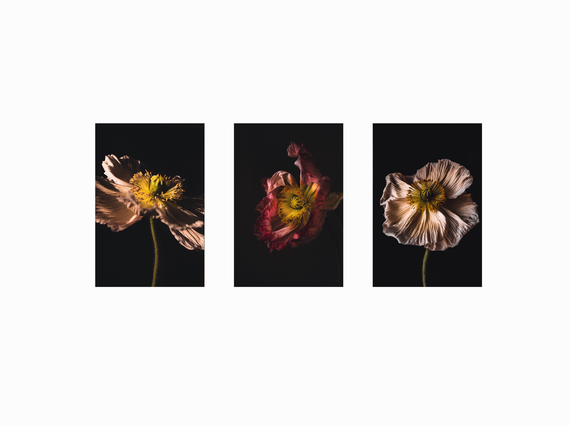 Цветочная композиция Комплект из 3-х постеров 37х55