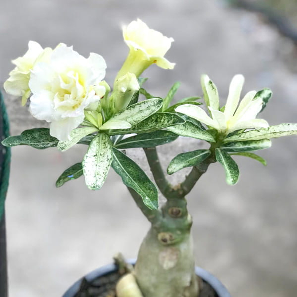 Адениум вариегатный FROZEN