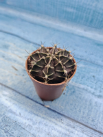 Gymnocalycium Friedrichii (Гимнокалициум)