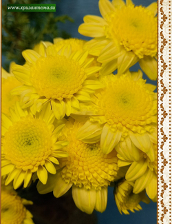 Хризантема кустовая Puma lemon 🌼 к.73