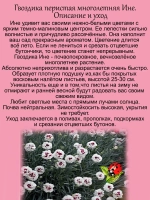 Гвоздика Ине многолетняя бордюрная
