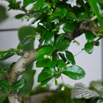 Готовый флорариум бонсай Кармона Бонсариум XL с озером