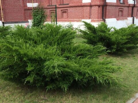 Можжевельник Сабина (Juniperus sabina) р9 август 2026 г.