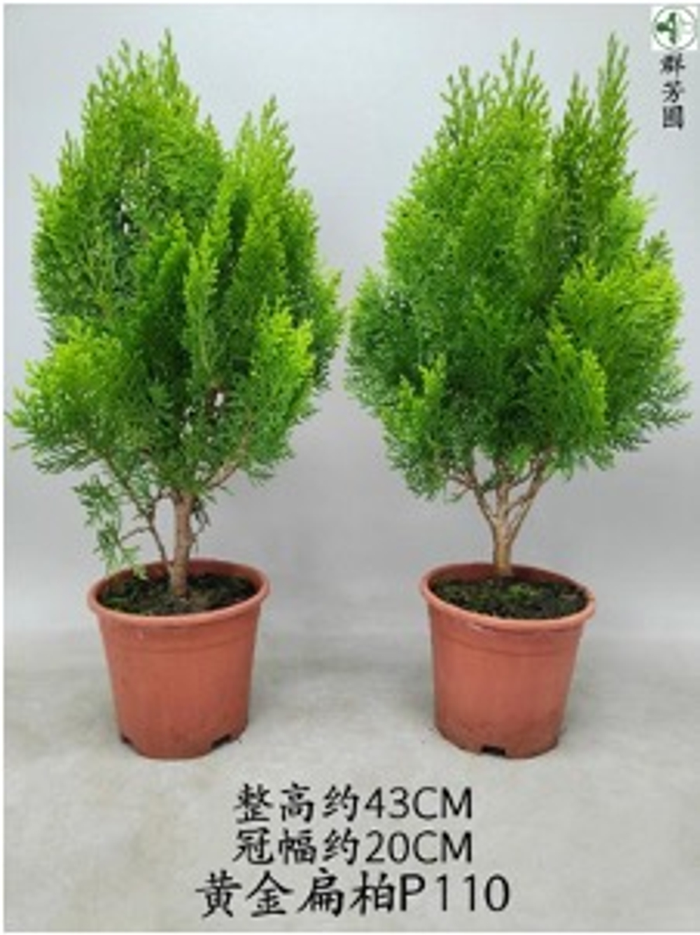 Кипарисовое дерево д.11