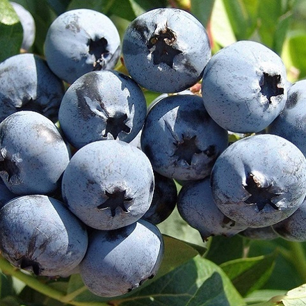 Голубика сорт Чандлер