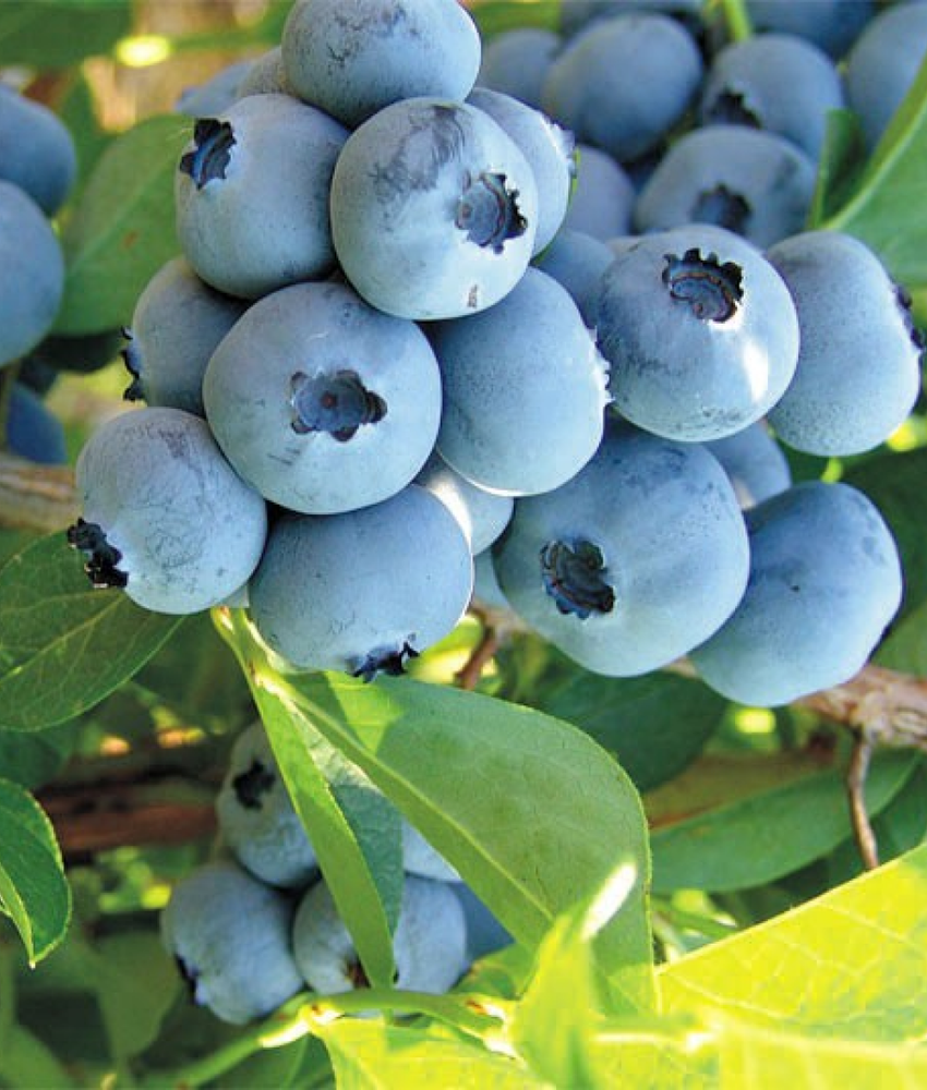 Голубика высокорослая Денис Блю С5 Закупка М44 апрель 2026 Голубика высокорослая Денис Блю С5 Закупка М44 апрель 2026