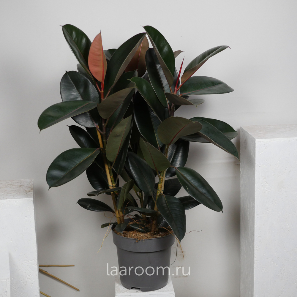 Фикус Эластика Абиджан 3 ств 27/110