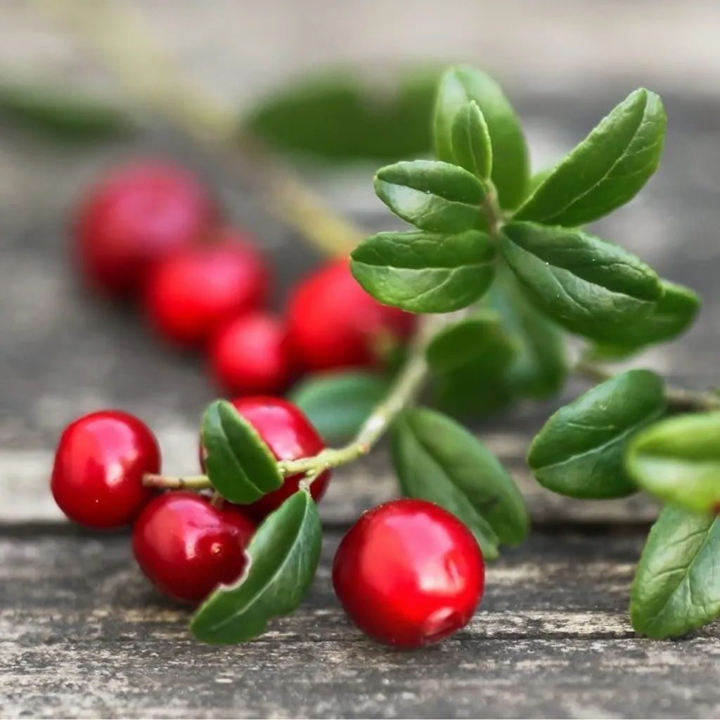 Брусника (лист)