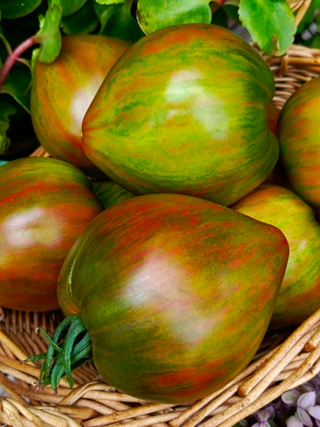 Волшебная радуга томата