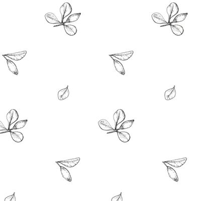 2 Барбарис белый