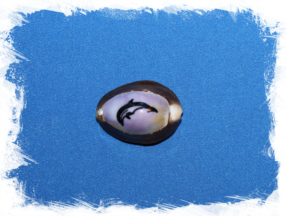 Морская ракушка Ципрея с дырочкой отшлифованная