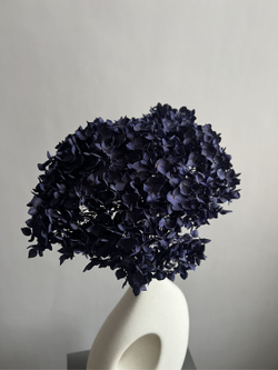 Гортензия стабилизированная фиолетовая