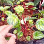 Пеперомия WATERMELON VAR