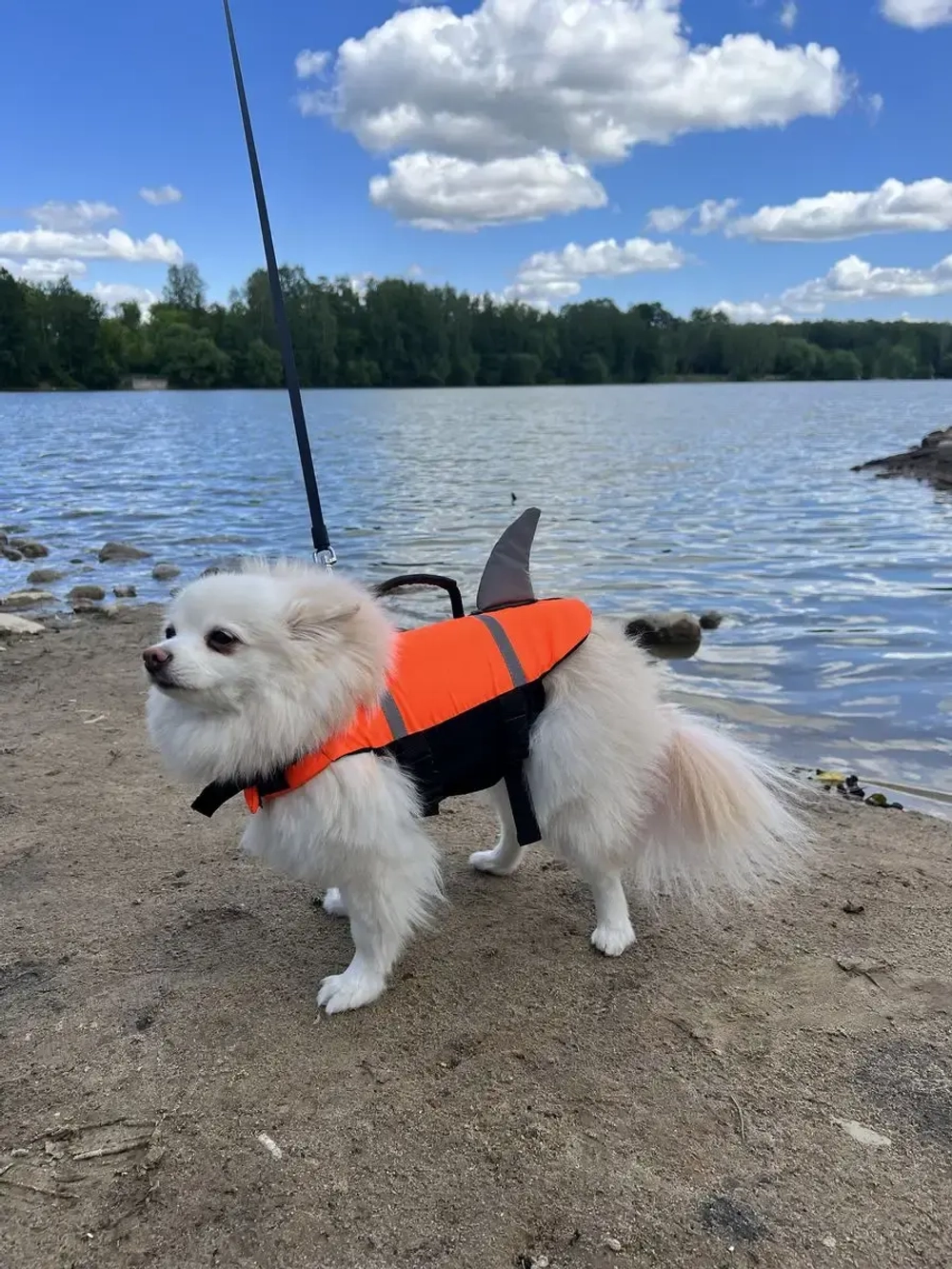Спасательный жилет для собак и всех животных