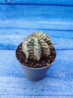 Euphorbia meloformis f. Variegated (Эуфорбия вариегатная)