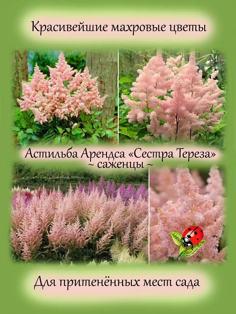 Астильба Сестра Тереза