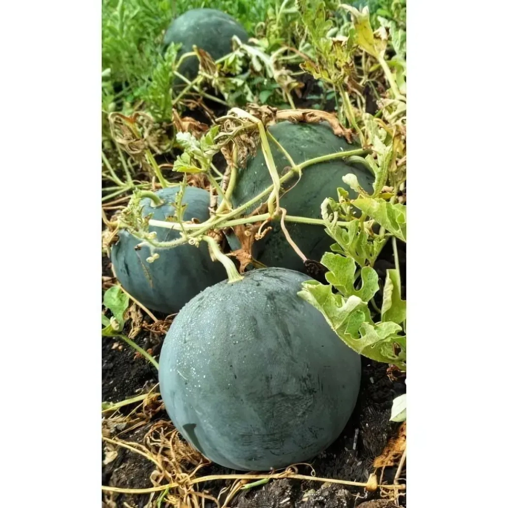 Семена Арбуз Скороспелка (Марс) 1гр Б/П