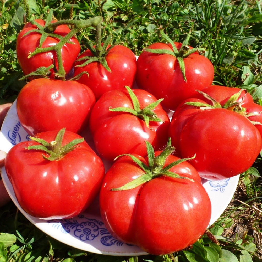 Помидоры Nectarine – Нектарин