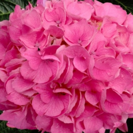 Фруфру (The Rendez-Vous «Froufrou») р14 Европа весна 2026 г.