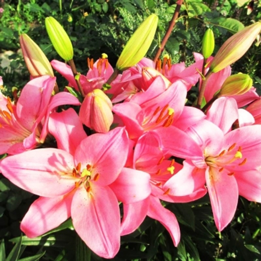 Лилия Бриндизи 3шт размер 16/18 Закупка М67 апрель 2026