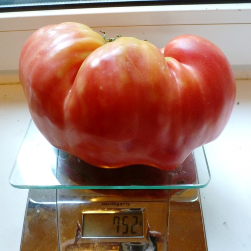 Помидоры Казахстанский Домашний