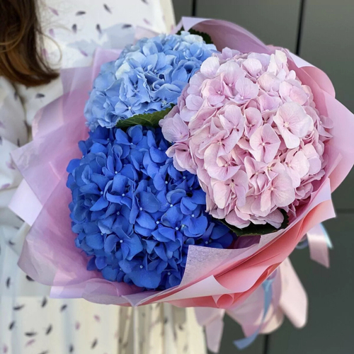 Букет из разноцветных гортензий "Serene Bloom"