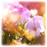 Рождение Божественного Сострадания. Часть 3