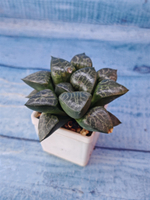 Haworthia Bayeri x Comptoniana (Хавортия)
