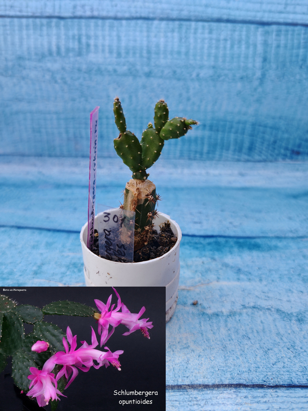 Schlumbergera opuntioides (Шлюмбергера)
