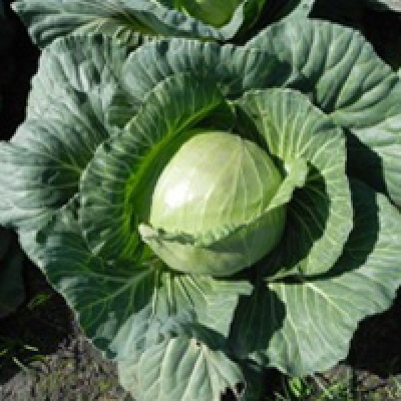 Чамп F1 семена капусты белокочанной (Seminis / Семинис) – фото 2