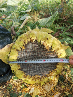 Подсолнечник - Exhibition Giant - Гигант Выставочный