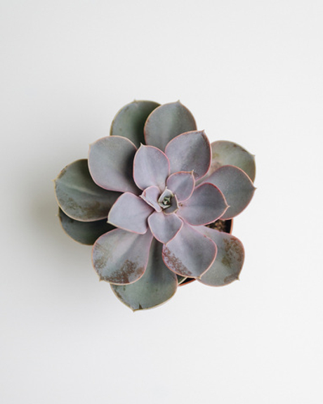 Эхеверия Перлевон Нюрнберг