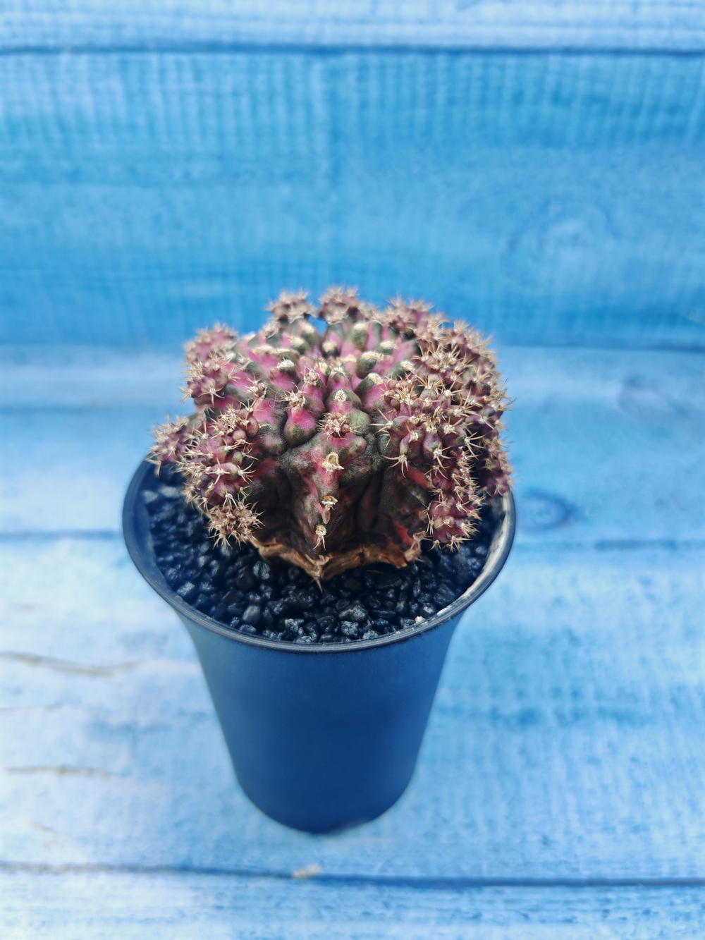 Gymnocalycium T-Rex Pink hybrid (Гимнокалициум)