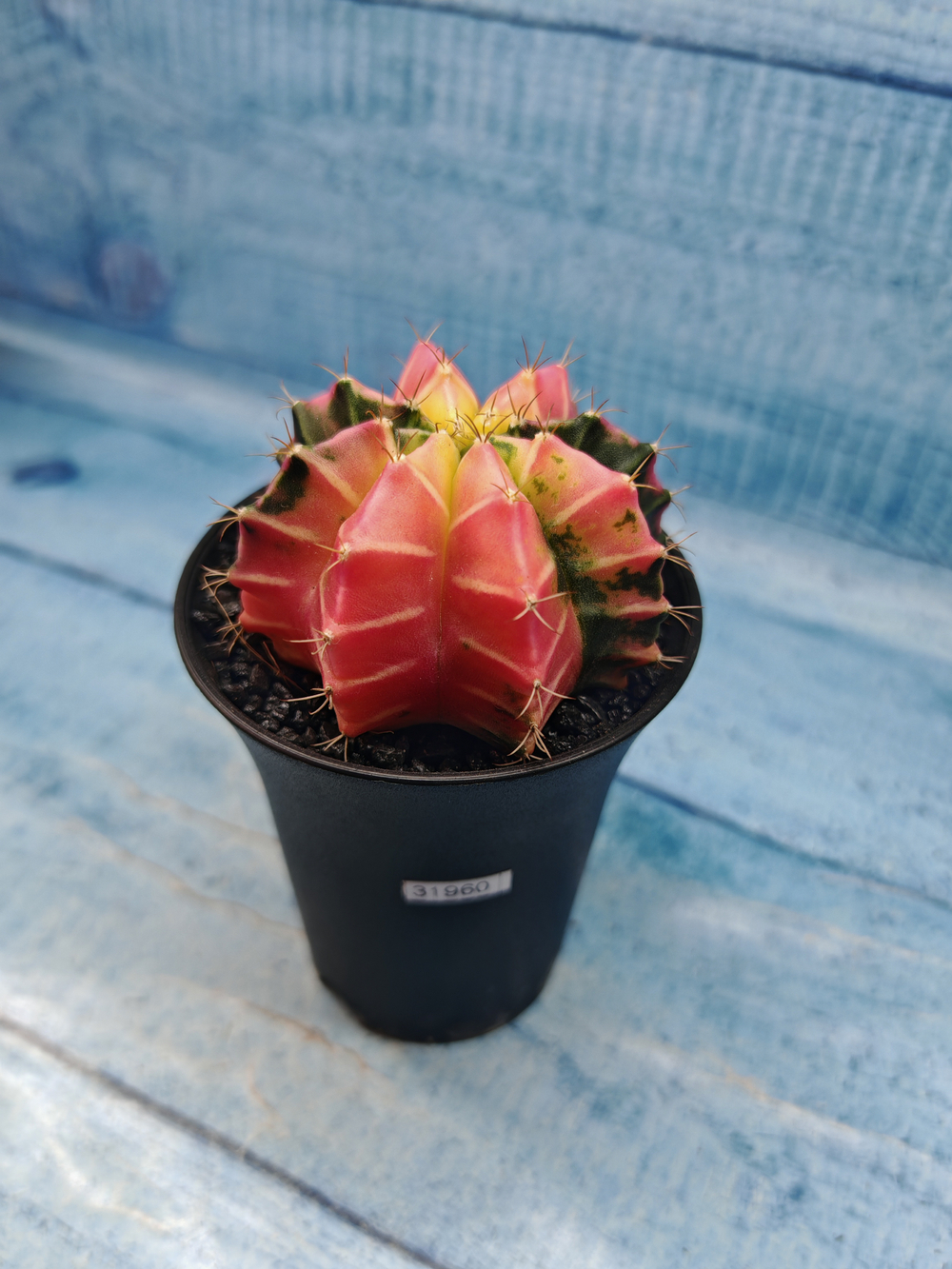 Gymnocalycium Variegata (Гимнокалициум Вариегатный)