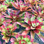 Неорегелия RING OF FIRE