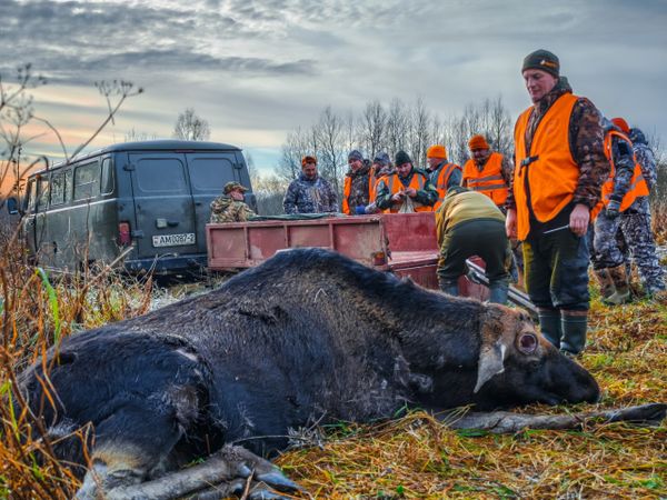 Загонная охота в Беларуси. Часть  2