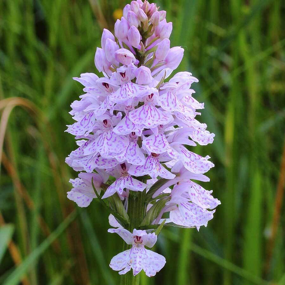 фото цветка ятрышника пятнистого-Адоннис
