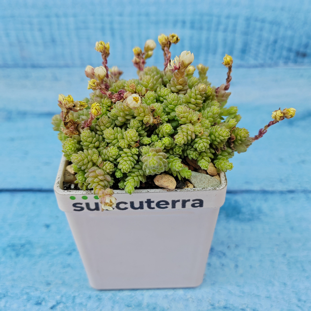 Sedum compactum (Седум)