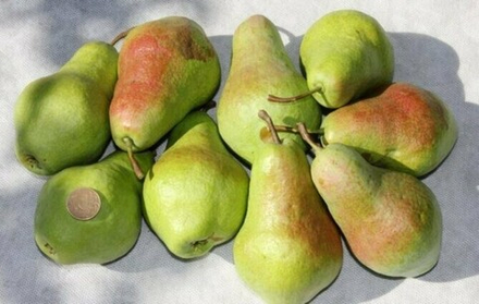 Саженец груши «Перун» (Зимняя, Крупная, Алтайская)