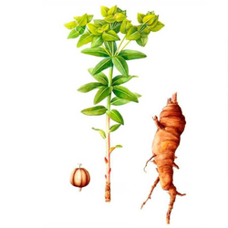 Молочай Палласа - корень Фишера (250г)