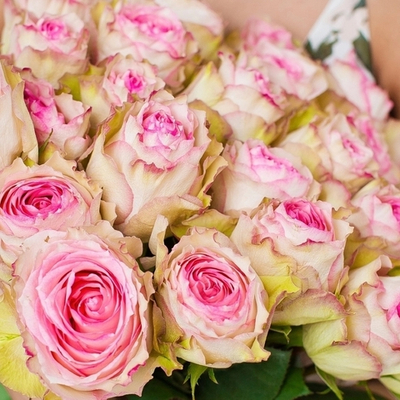 Роза "Эсперанс" 60-70 см