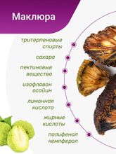 Маклюра (Адамово яблоко)