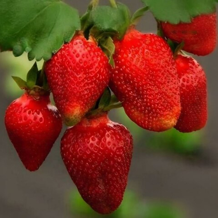 Земляника Роксана