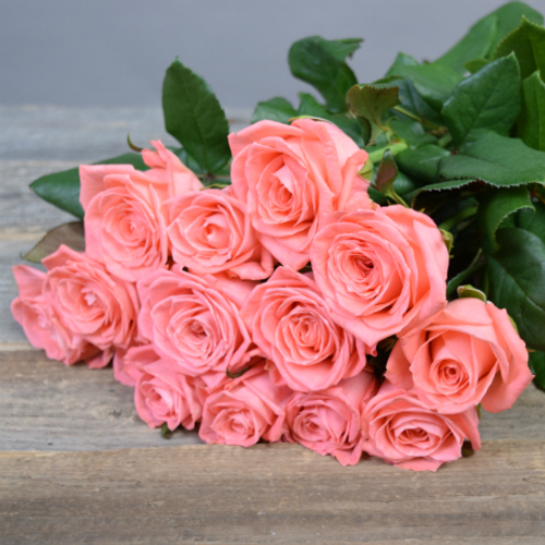 Купить Розы коралловые Anna Karina от 7шт