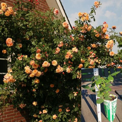 Роза плетистая Алоха саженец с ЗКС.