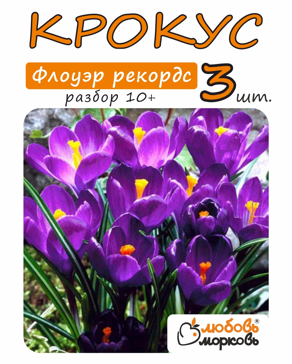 Крокус Луковица, Флоуэр рекордс, 3шт