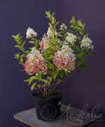 Гортензия метельчатая Strawberry Blossom