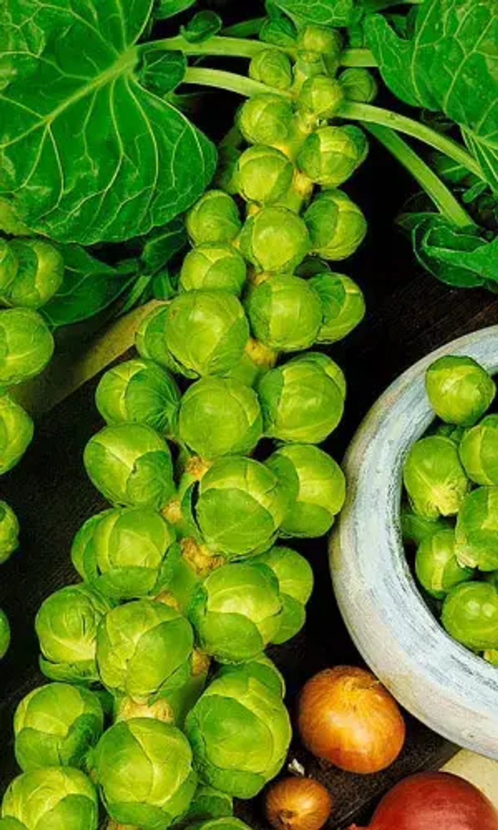 Капуста брюс. Брюссель F1 0,25г УрДачник